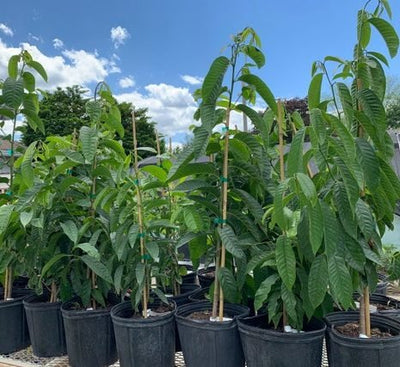Custard Apple Tree