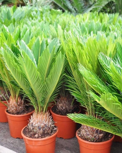 Cycas Sago Palm