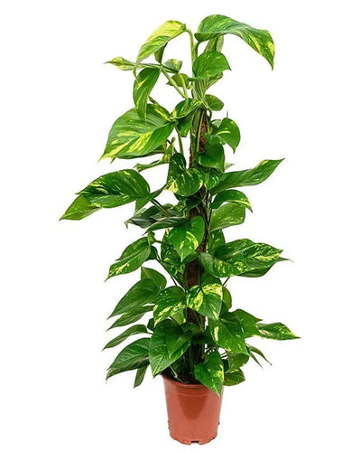 Money Plant