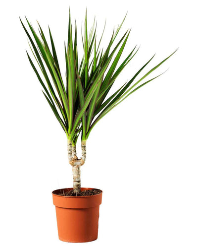 Dracaena Marginata