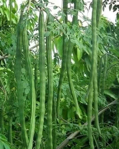 Moringa – Drumstick