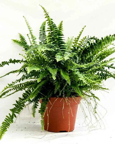 Boston Fern