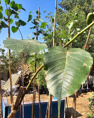 Ficus Religiosa