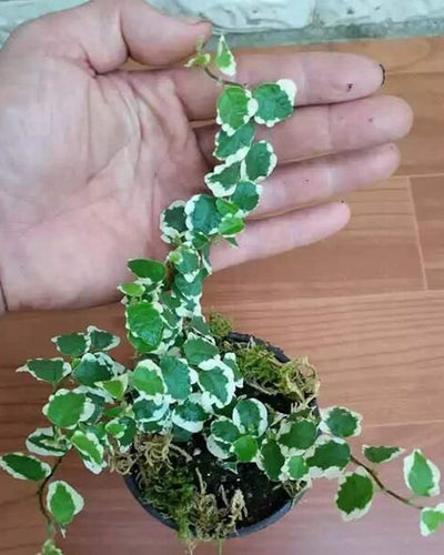 Variegated Creeping Fig trailing vine white green leaves Dubai UAE Souq Garden