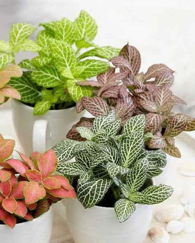 Fittonia