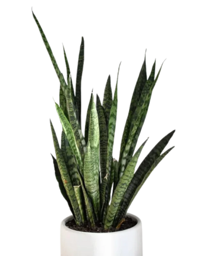 Sansevieria