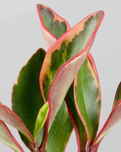 Peperomia Ginny