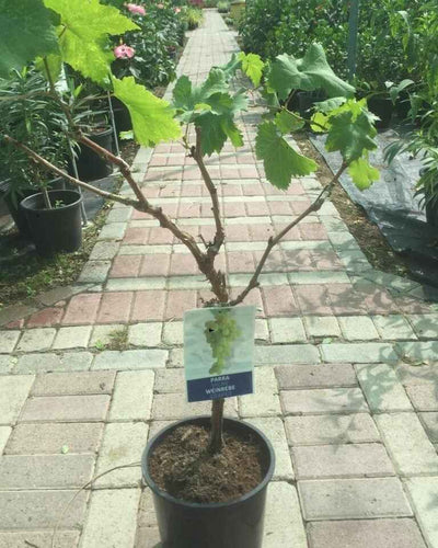 Grape Vine