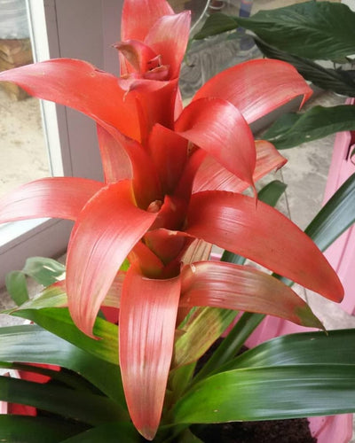 Scarlet Star