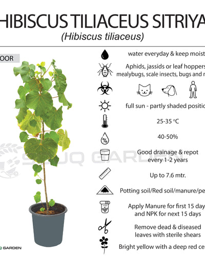 Hibiscus Tiliaceus
