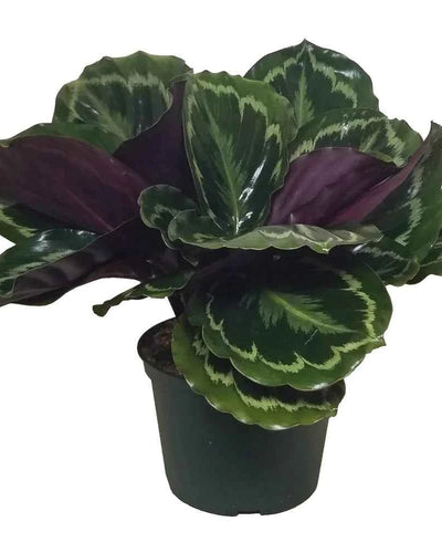 Calathea (Peacock Plant)
