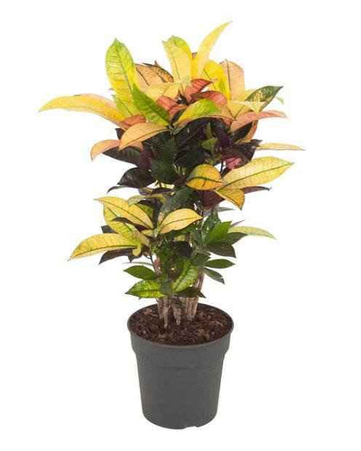 Croton Mrs. Iceton