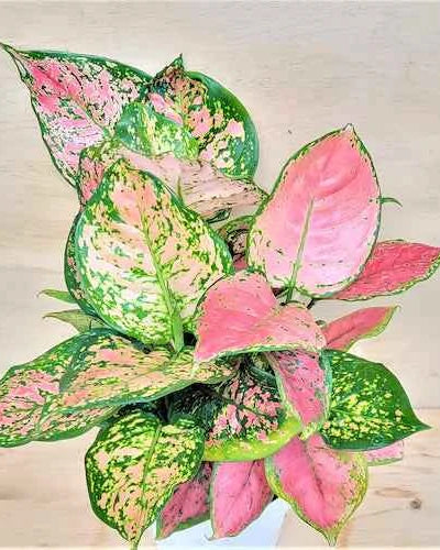Aglaonema Pink Star