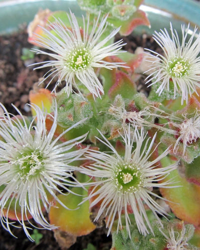 Ice Plant – Mesembryanthemum Crystallinum - Souq Garden