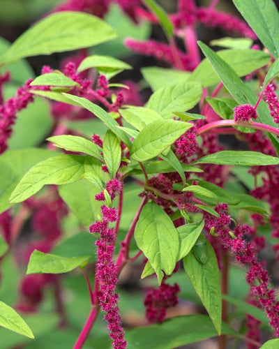 Amaranthus Tricolor – Mexican Grain