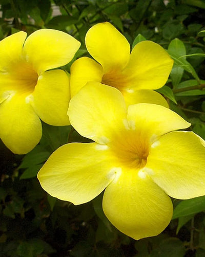 Golden Trumpet
