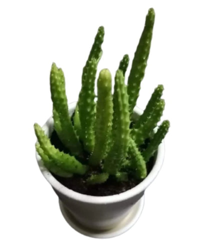 Caralluma Cactus