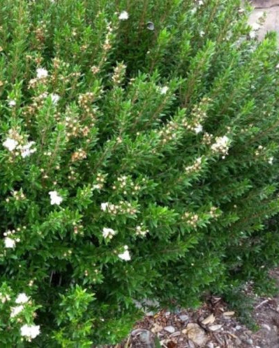 Myrtus Communis