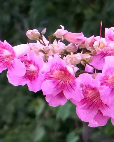 Pink Trumpet Vine - Souq Garden