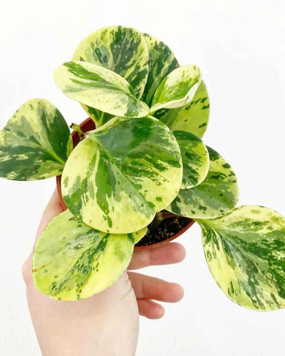 Peperomia Marble