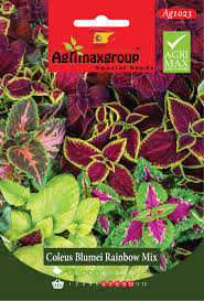 Coleus Arcobaleno Mix Mega Pack - Souq Garden