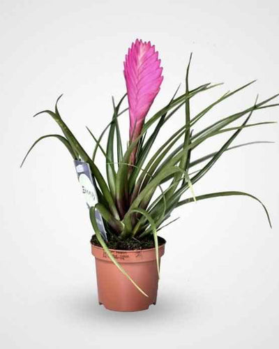Tillandsia Cyanea Pink Quill