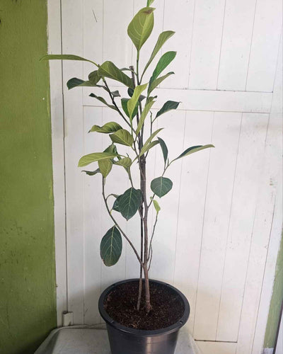 Jackfruit Tree