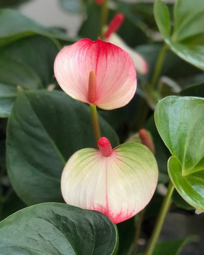 Anthurium Karma Hotlips – 40cm-50cm