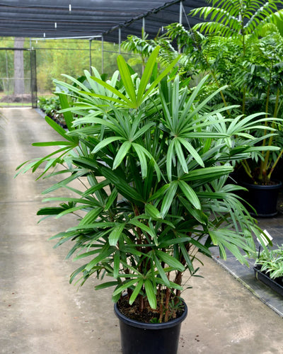 Lady Palm – Rhapis Excelsa