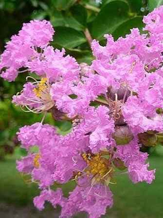 Lagerstroemia Crape Myrtle pink flowering tree summer blooms ornamental plant for Dubai UAE