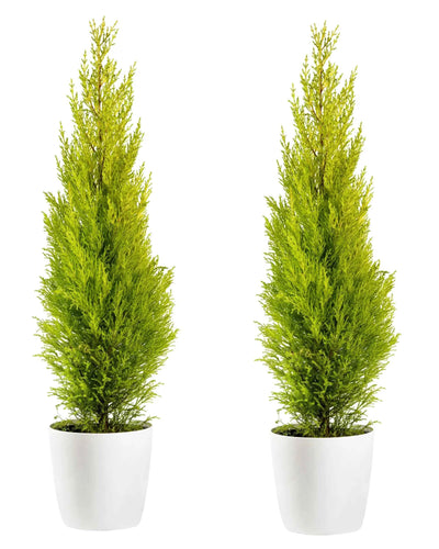 Lemon Cypress