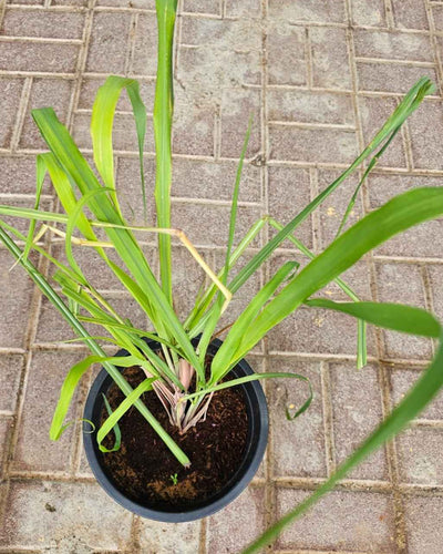 Lemon Grass Plant