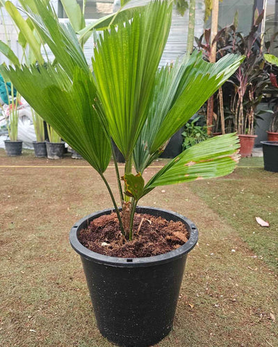 Licuala Grandis