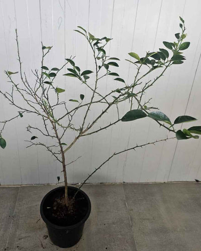 Lime Tree