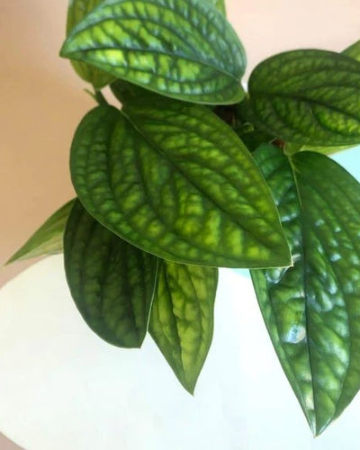 Monstera Peru