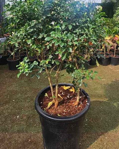 Murraya Plant
