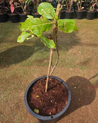 Noni Plant