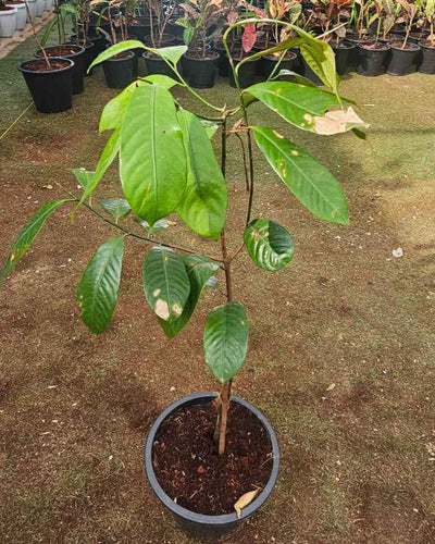 Nutmeg Tree