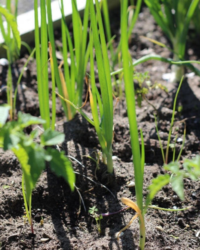Onion Plant