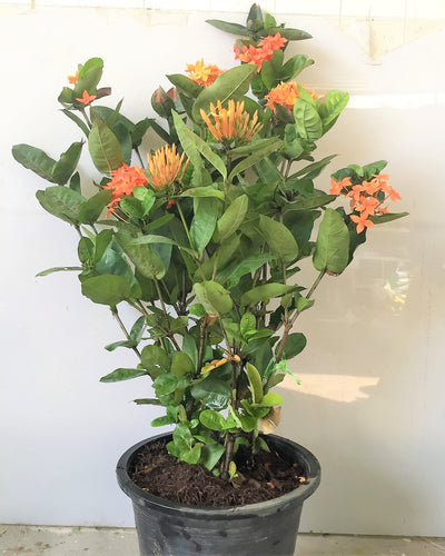 Ixora Coccinea Orange