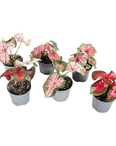 Caladiums