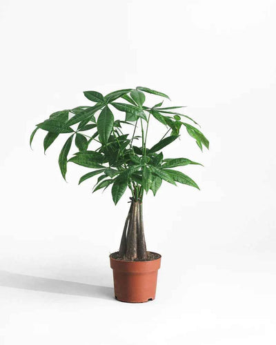 Pachira Aquatica Money Tree