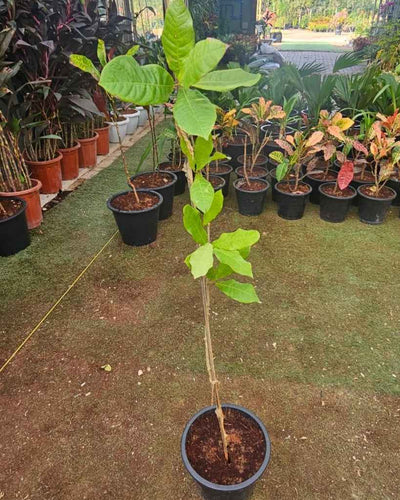 Petrea Volubilis
