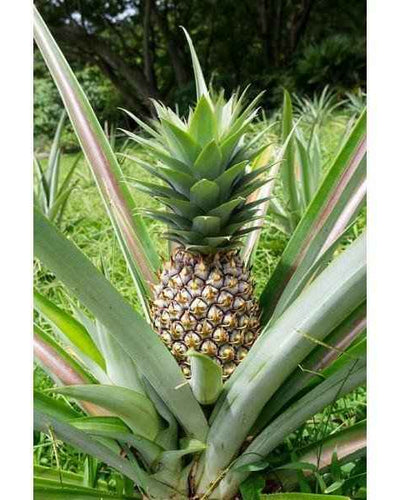 Pineapple – Ananas Comosus