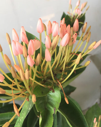 Ixora Coccinea Pink