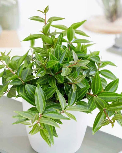 Peperomia Angulata
