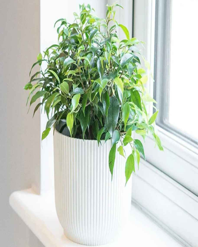 Ficus Benjamina Dwarf