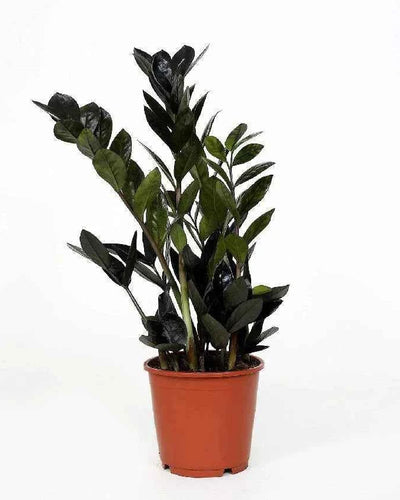 Raven Zz Plant
