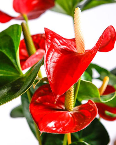 Anthurium Red