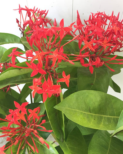 Ixora Coccinea Red